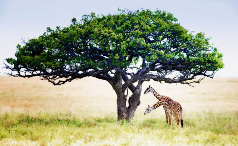 4 Days Tanzania Safari