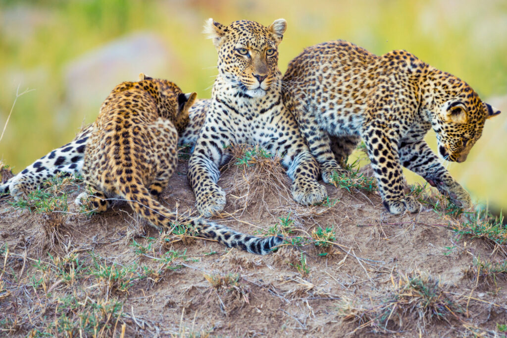 5 Days Tanzania Safari