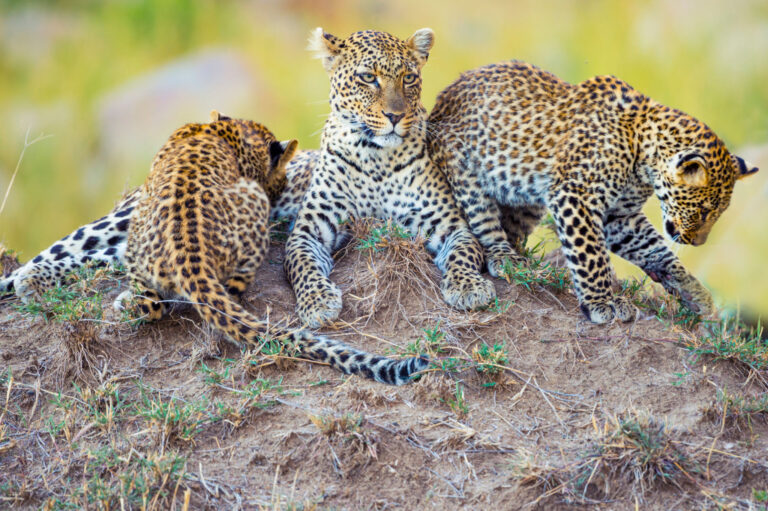 5 Days Tanzania Safari