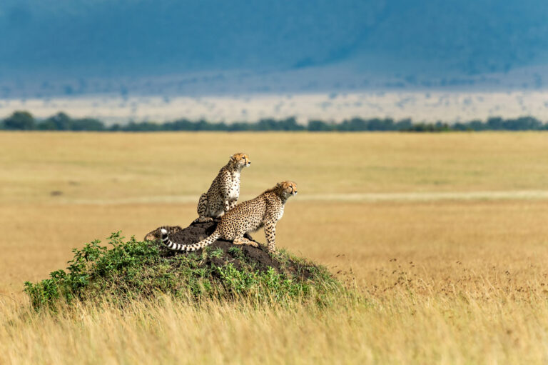 6 Days Tanzania Safari