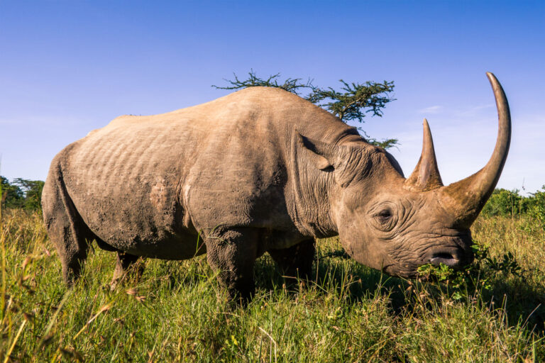 7 Days Tanzania Safari