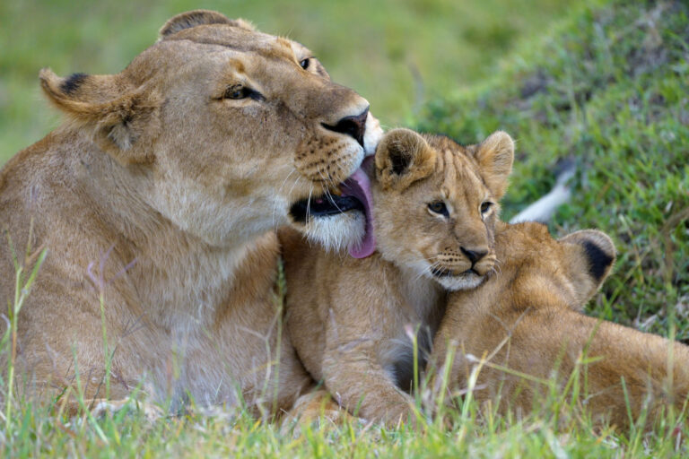 3 Days Tanzania Safari