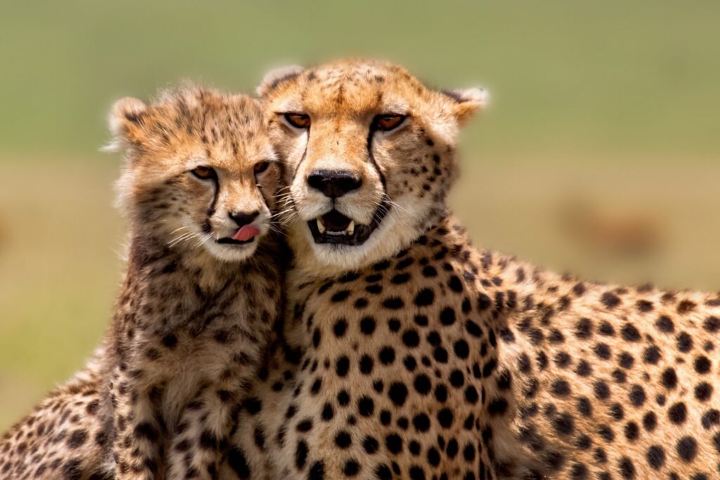 Two cheetahs sitting close together in the grass, looking towards the camera
