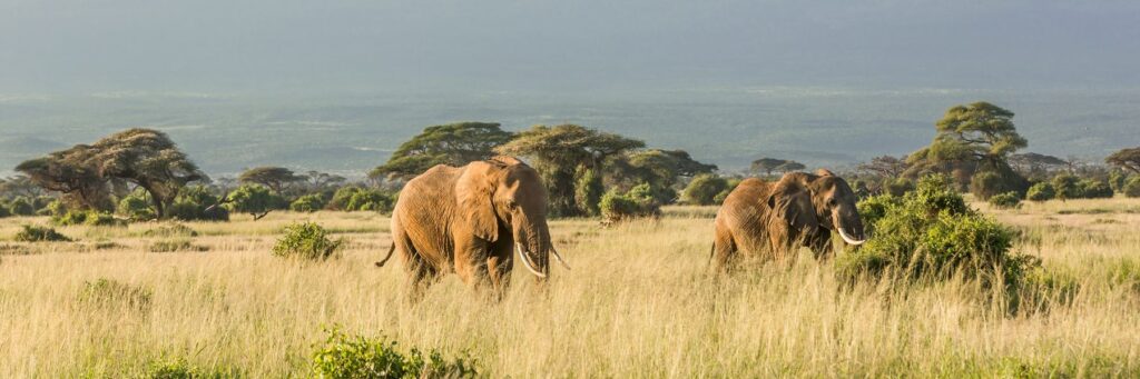 8 Days Tanzania Safari with Masai Tribe