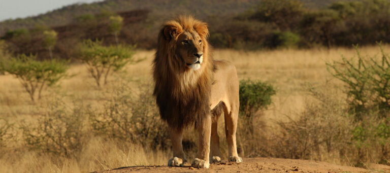 12 Days Tanzania Safari & Zanzibar Beach Excursions